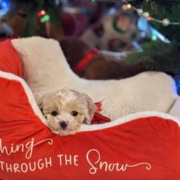 Cockapoo, Poodle, and Yorkipoo Puppies from East St. Poodles & Doodles