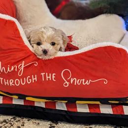 Cockapoo, Poodle, and Yorkipoo Puppies from East St. Poodles & Doodles