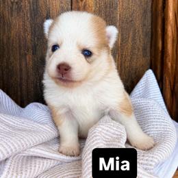 Mia - Red and white female Pomsky puppy in Grass Valley, California from Karalot Pomskies