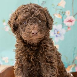 Sybil - Brown female Poodle puppy in Grimsley, Tennessee from Above Standard Poodles