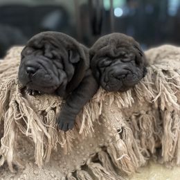 Chinese Shar-Pei Puppies from Cassandra Dinkel