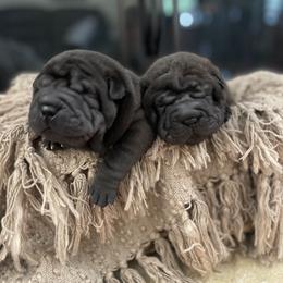 Chinese Shar-Pei Puppies from Cassandra Dinkel
