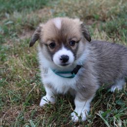 Pembroke Welsh Corgi Puppies from Fire Sweep Ranch