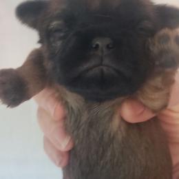 Joey - Red male Brussels Griffon puppy in Nc, Florida from Brusseluv2