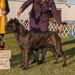 Enzo - Cane Corso