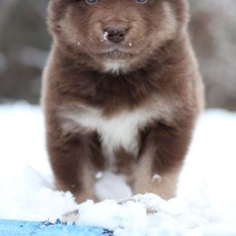 Hazelnut - Red and white female Alaskan Malamute puppy in Independence, Virginia from New River Valley Malamutes
