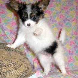 Papillon Puppies from Belladonna Papillons