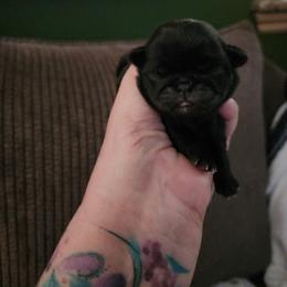 Black girl - Black female Pug puppy in Tacoma, Washington from Precious Princess Pugs