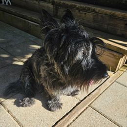 Ivy - Scottish Terrier