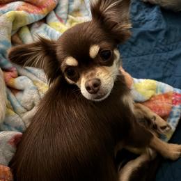 Chihuahuas from Blue Grass Valley Chihuahuas