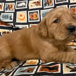 Pink Girl - Dark golden female Golden Retriever puppy in Rockwell, North Carolina from KnL Golden Acres