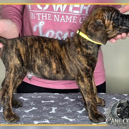 Gunnar - Chestnut brindle male Cane Corso puppy in Warren, Ohio from Northeast Ohio Cane Corso