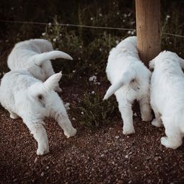Golden Retriever Puppies from Vera Mountain Goldens
