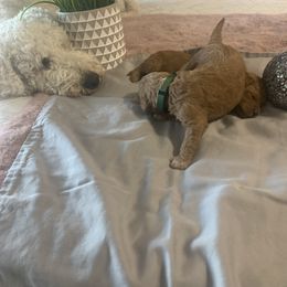 Goldendoodle Puppies from Puppy Paws