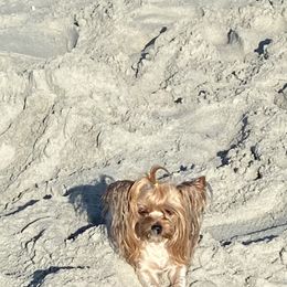 Chihuahua and Yorkshire Terrier All Grown Up from CoolMissLLC