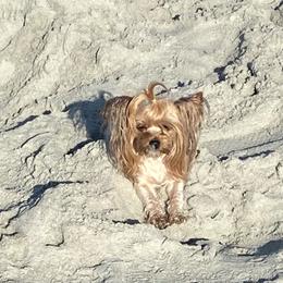 Chihuahua and Yorkshire Terrier All Grown Up from CoolMissLLC