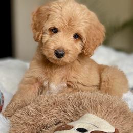 Mannie - Red male Labradoodle puppy in San Antonio, Texas from I Love U Back Labradoodles, LLC