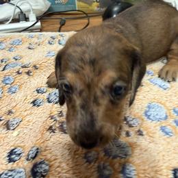 Dachshund Puppies from Witchy Woman’s Wiener’s