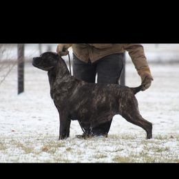 Blessing - Cane Corso