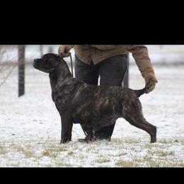 Blessing - Cane Corso