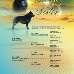 Schipperke All Grown Up from Safari Schipperkes