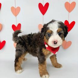 Big Al - Blue merle male Bernedoodle puppy in Alpharetta, Georgia from Doodles of Buckhead