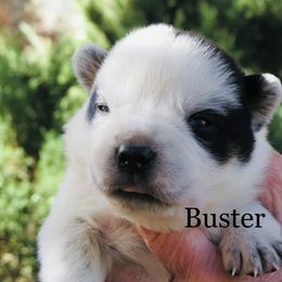 Buster - Blue mottled male Australian Cattle Dog puppy in Redding, California from Lone Pine Kennel