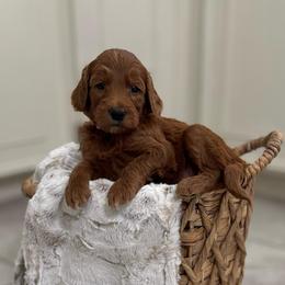 Pinkie Pie- Lt.Pink - Red  female Goldendoodle puppy in Bay City, Texas from Charming Doods Goldendoodles