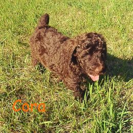 Poodle Puppies from Twisted Oak Poodles