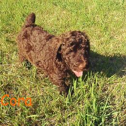 Poodle Puppies from Twisted Oak Poodles
