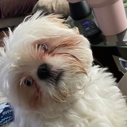 Layla - Shih Tzu