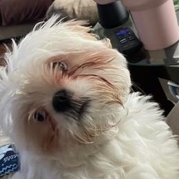 Layla - Shih Tzu