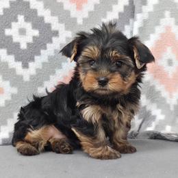 Rory - Blue and gold male Yorkshire Terrier puppy in Monticello, Iowa from Ashley’s Puppies