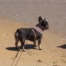 Coco - French Bulldog