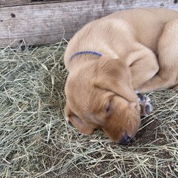Labrador Retriever Puppies from Fuller Paws of Texas