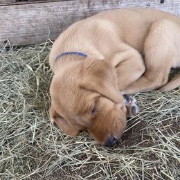 Labrador Retriever Puppies from Fuller Paws of Texas