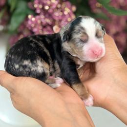 Snoopy - Tri-color male Bernedoodle puppy in Yuciapa, California from AlltheDoodlez_