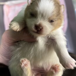 Pomeranian puppies from A&J Cutie Pawtooties