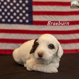 Braeburn aka Brae - Chocolate male Australian Labradoodle puppy in Cashmere, Washington from Mountain Home Doodles