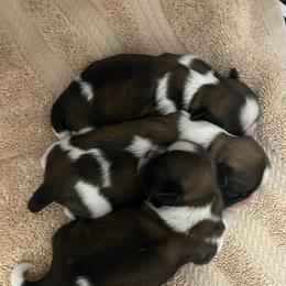 Shih Tzu Puppies from Willow Lane Shih Tzus