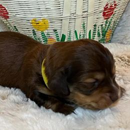 Carmen - Chocolate and tan female Dachshund puppy in Austin, Texas from Glorious Minis