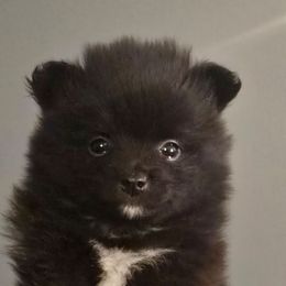Black girl - Black parti female Pomeranian puppy in Bloomingdale, New Jersey from Bella Luna Pomeranians