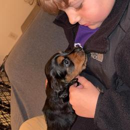 Boy 1 - Black and tan male Dachshund puppy in Bardstown, Kentucky from A & J Doxies