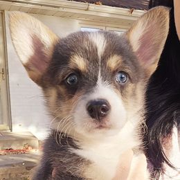 American Corgi Puppies from Whitecreek Corgis of Columbus, IN