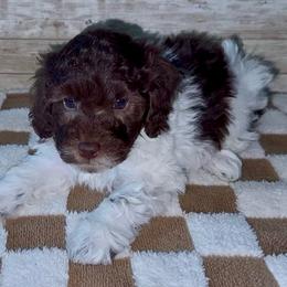 Duncan - Parti male Goldendoodle puppy in Litchfield, Connecticut from Gracie Doodles CT