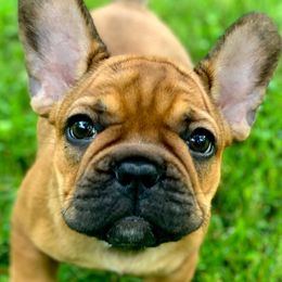 French Bulldogs from Mon Chéri French Bulldogs
