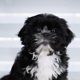 Shih Tzu Puppies from BethAsh Shih Tzu