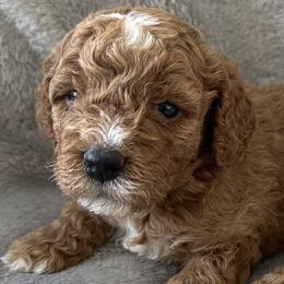 Goldendoodles from Pawsome Pups