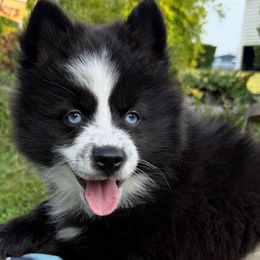 Nova - Black and white female Pomsky puppy in Ravena, New York from Osiris’s Siberians & Pomskies