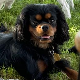 Axil - Cavalier King Charles Spaniel
